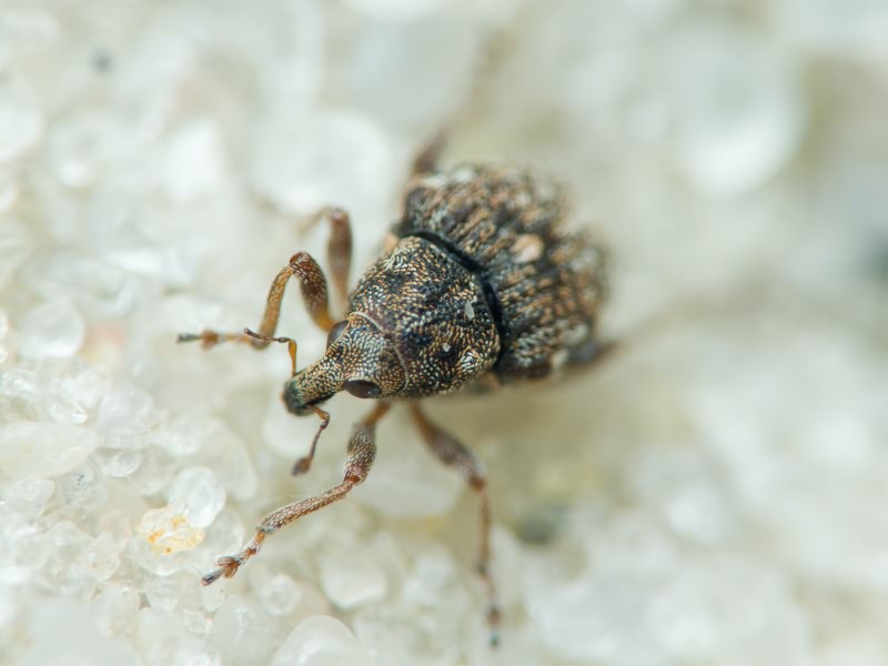 Rhinoncus bruchoides (Herbst, 1784)